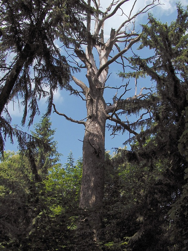 Image of Quercus robur specimen.