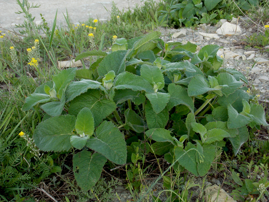 Image of Salvia verticillata specimen.