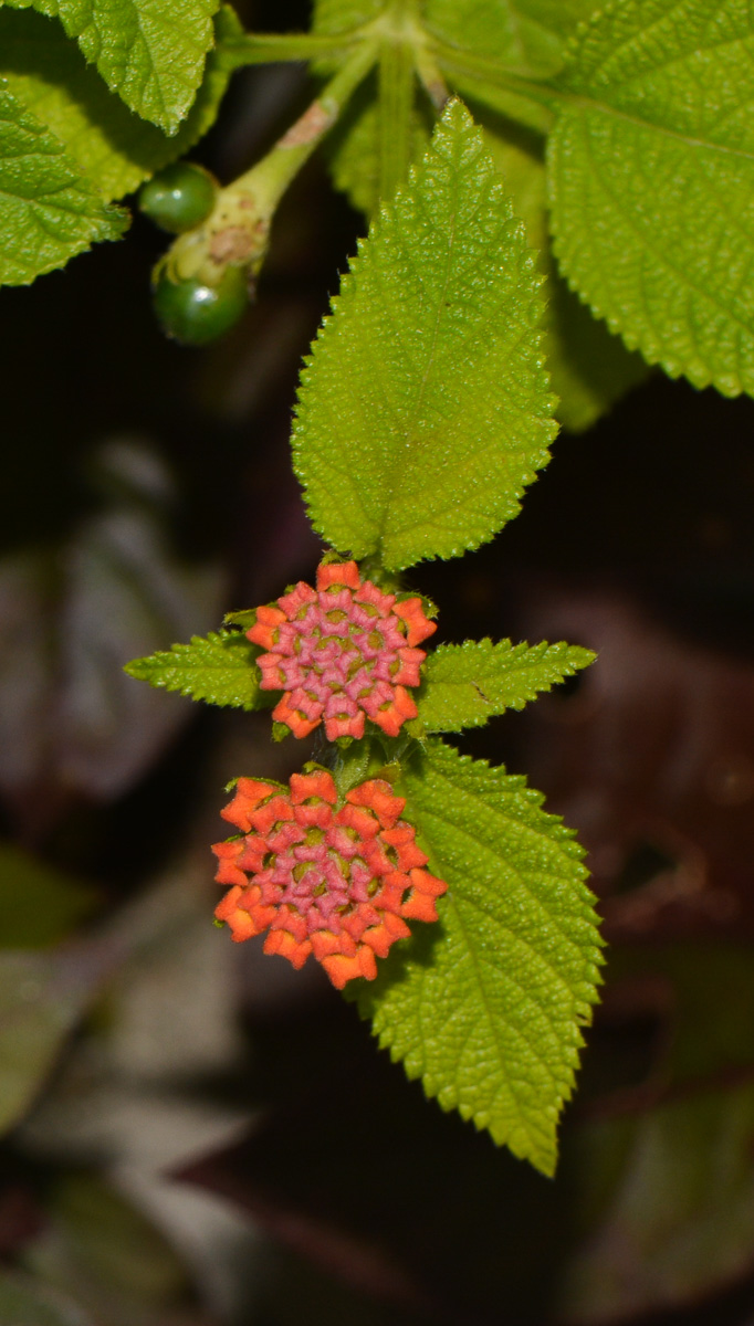 Изображение особи Lantana camara.