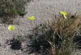 Papaver canescens