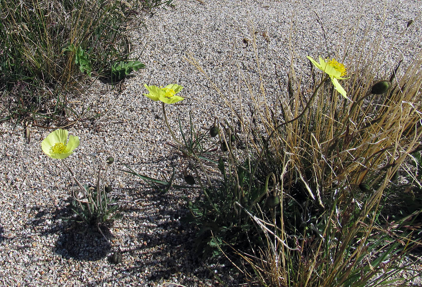 Image of Papaver canescens specimen.