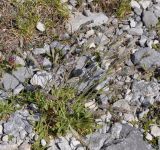 Silene subspecies graefferi