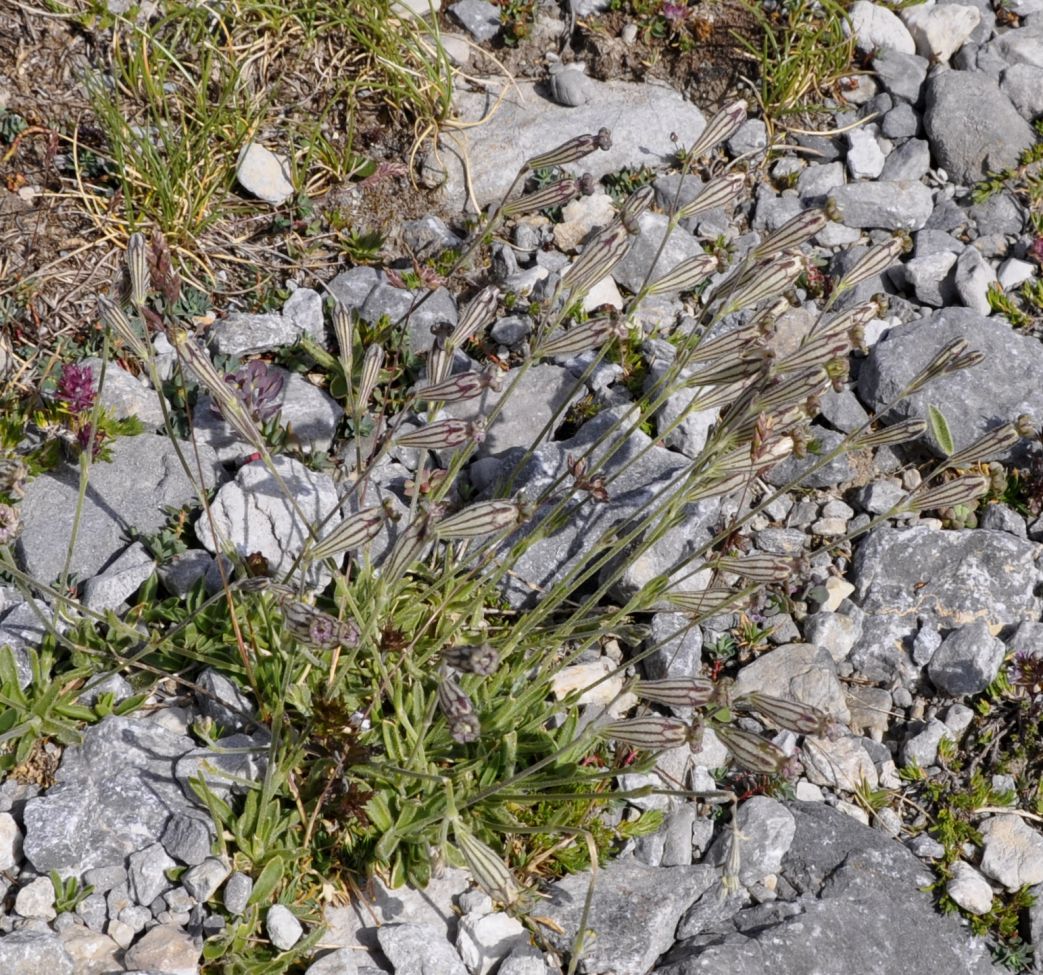 Image of Silene ciliata ssp. graefferi specimen.