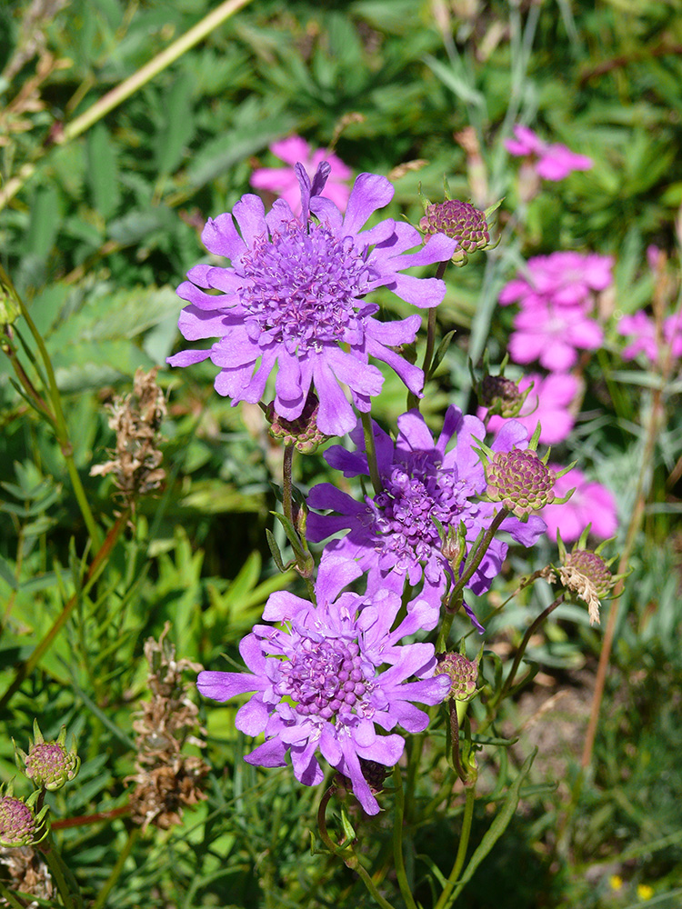 Изображение особи Scabiosa comosa.