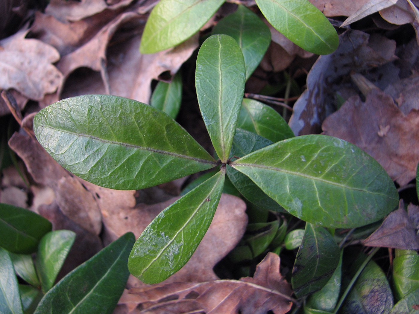 Image of Vinca minor specimen.