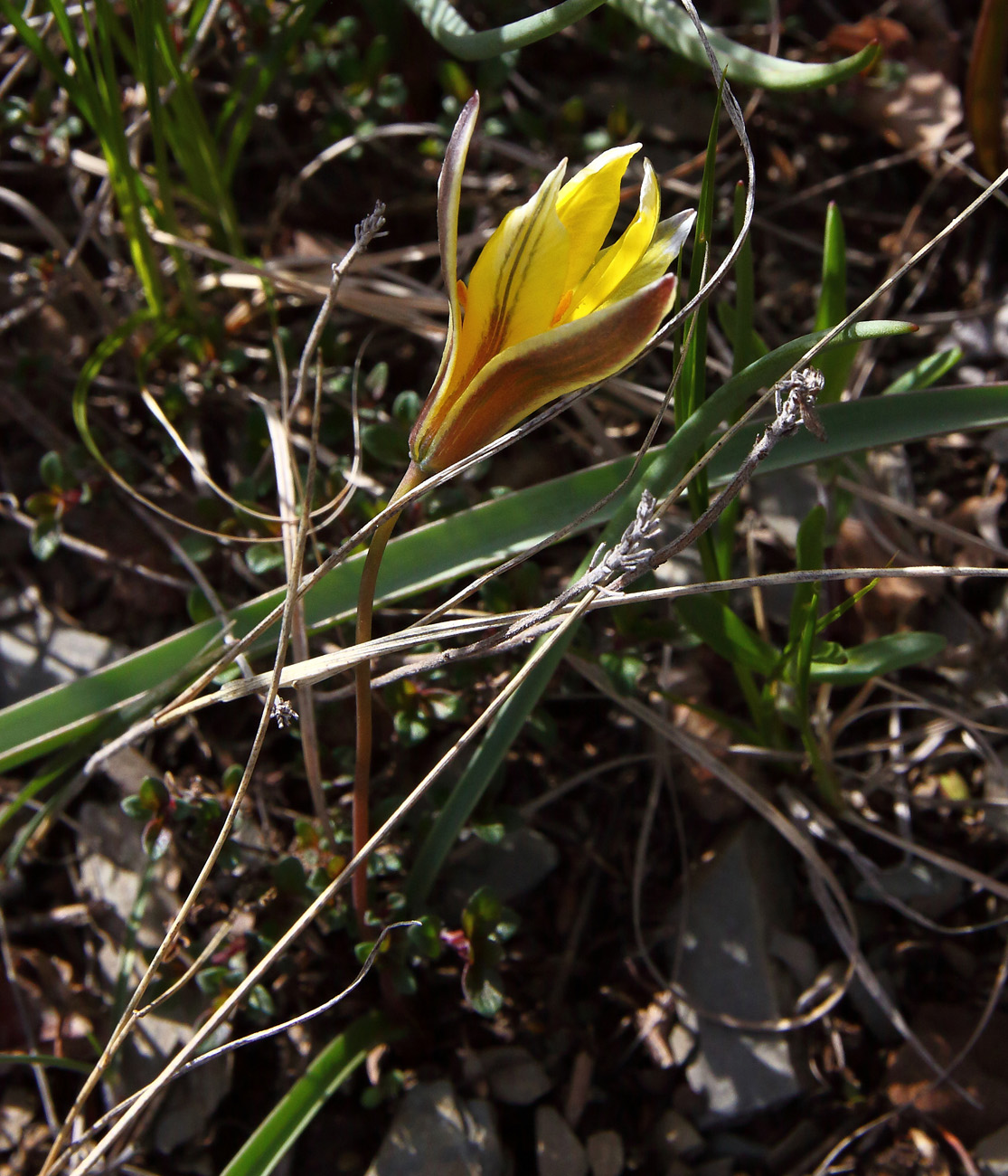 Изображение особи Tulipa uniflora.