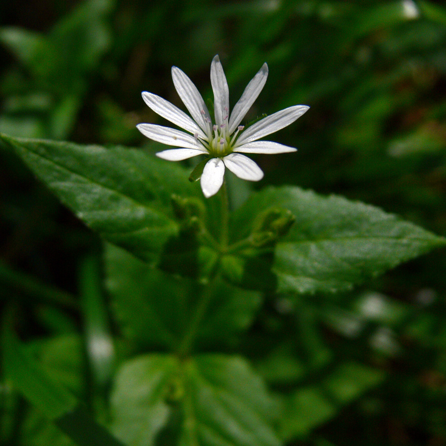 Image of Stellaria bungeana specimen.