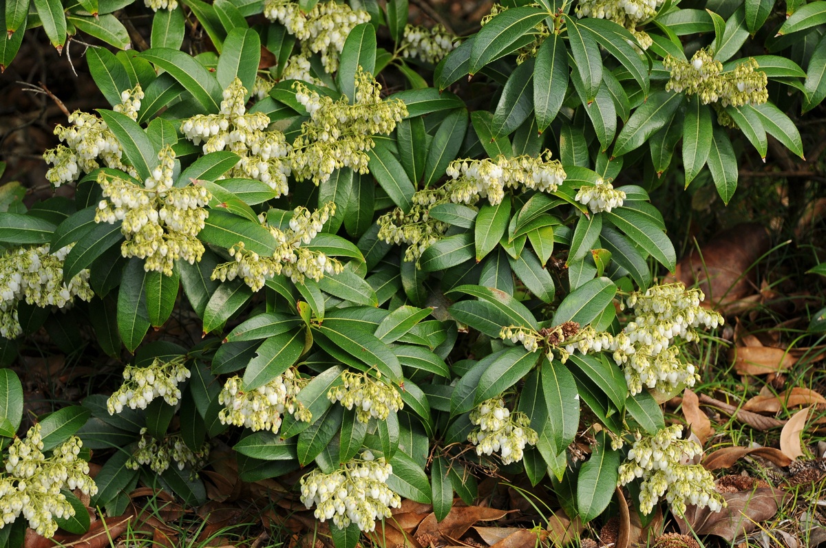 Image of Pieris formosa specimen.