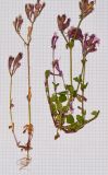 Silene aegyptiaca