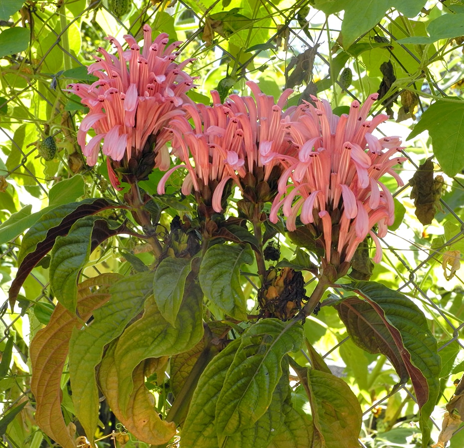 Image of Justicia carnea specimen.