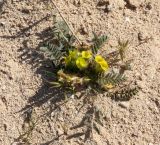 Astragalus caprinus