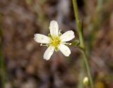 Image of taxon representative. Author is Сергей Одинец