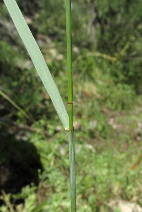 Image of Elytrigia scythica specimen.