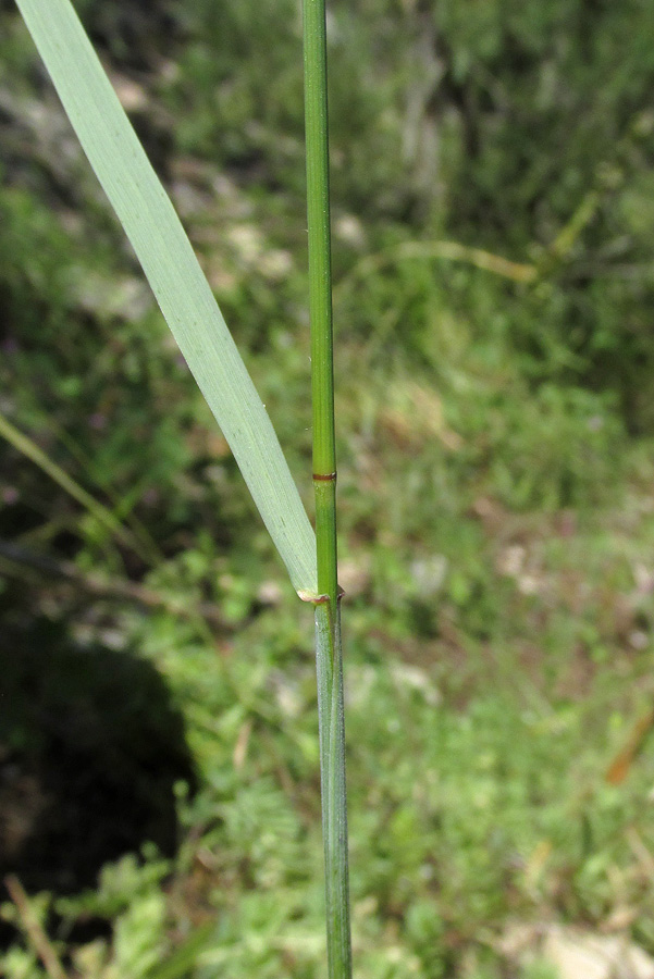 Изображение особи Elytrigia scythica.