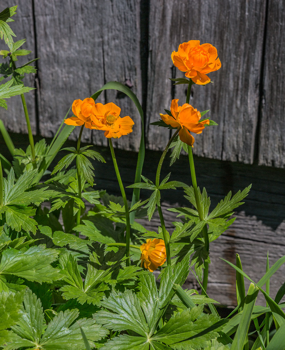 Изображение особи Trollius asiaticus.