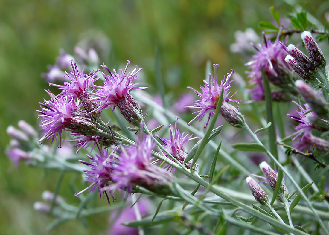 Изображение особи Saussurea salicifolia.