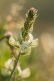 Hedysarum smirnovii
