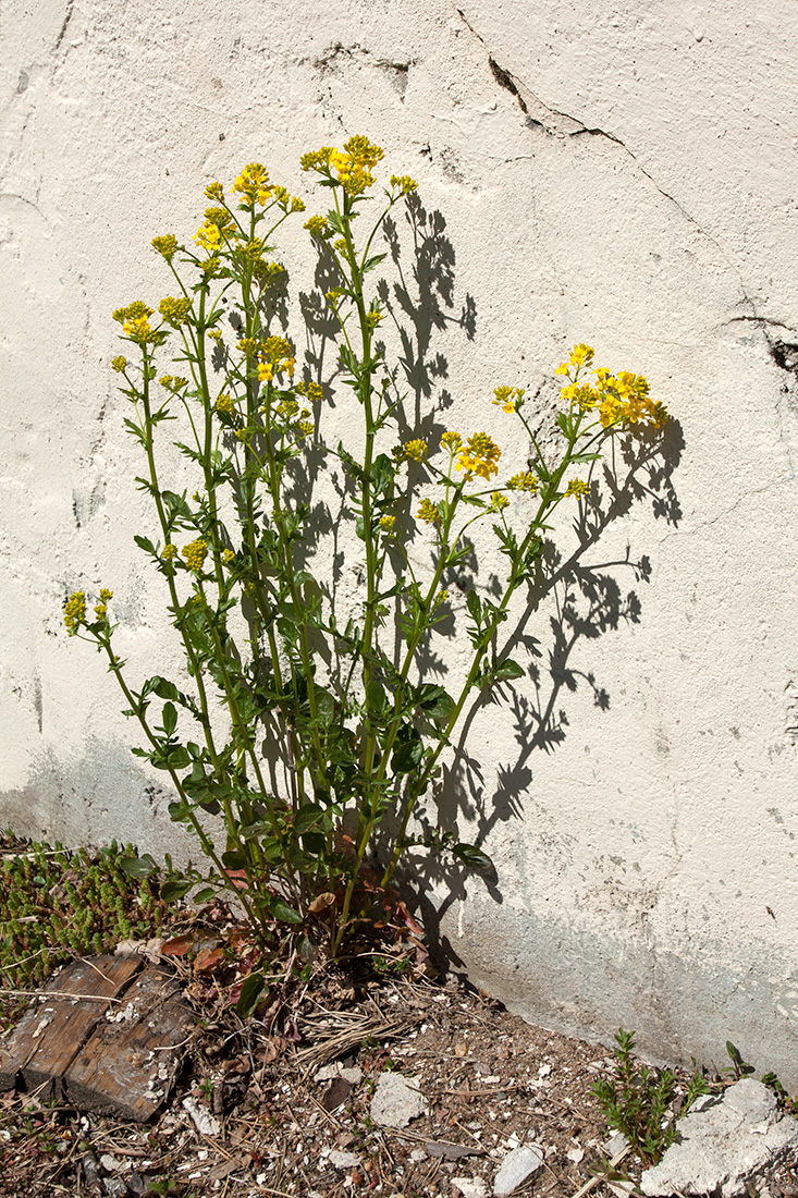 Image of Barbarea arcuata specimen.