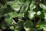 View full-size image Asarum europaeum