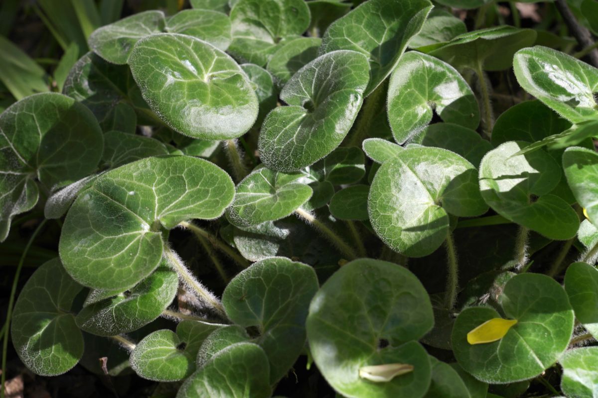 Image of Asarum europaeum specimen.