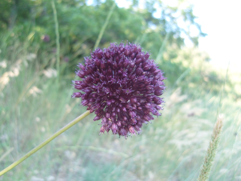 Image of Allium atroviolaceum specimen.