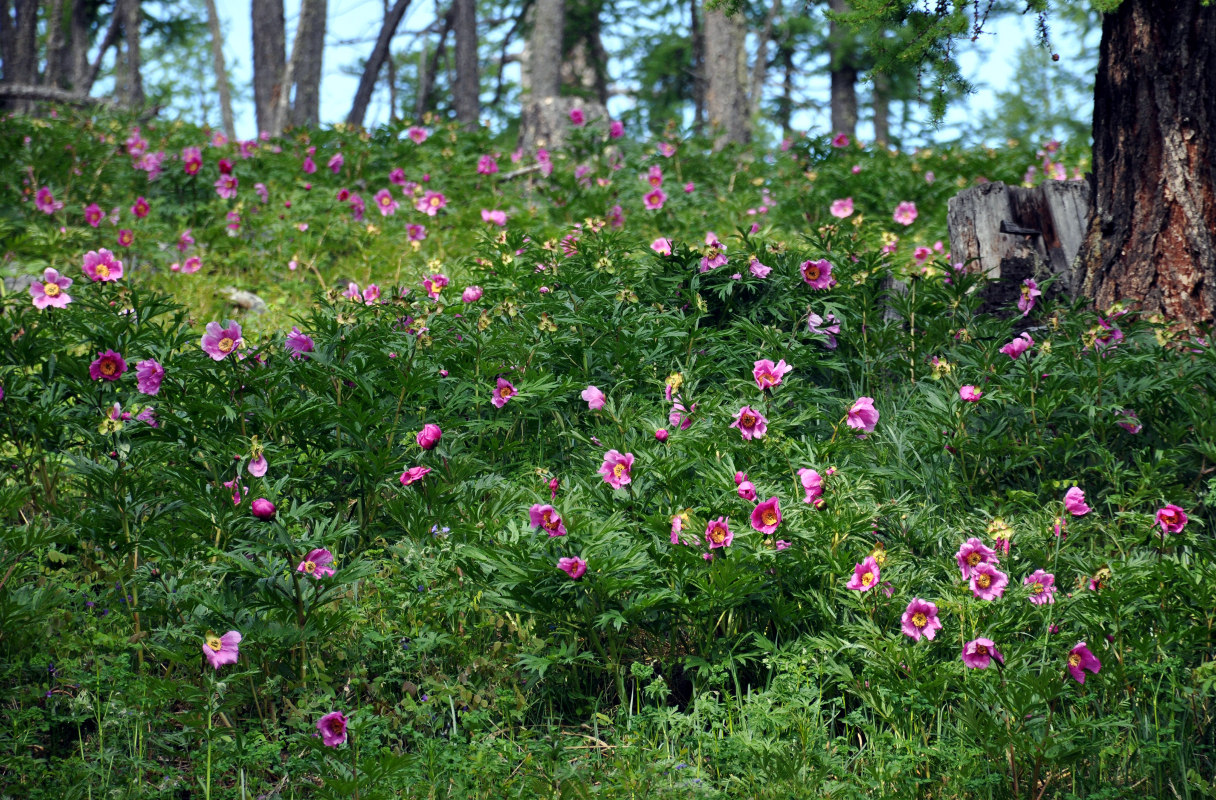 Изображение особи Paeonia anomala.