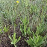 Sonchus arvensis ssp. uliginosus