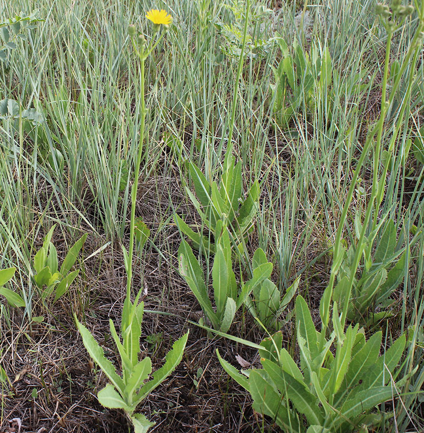 Image of Sonchus arvensis ssp. uliginosus specimen.