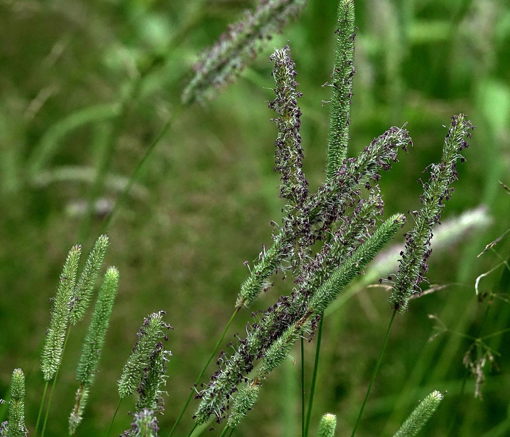 Изображение особи Phleum pratense.