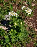 Anemonastrum fasciculatum