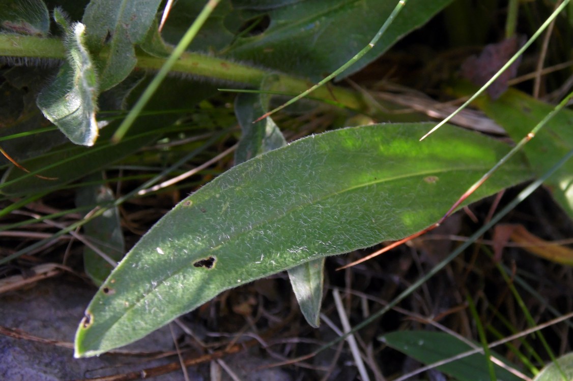 Image of Huynhia pulchra specimen.