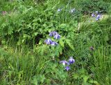Aquilegia olympica