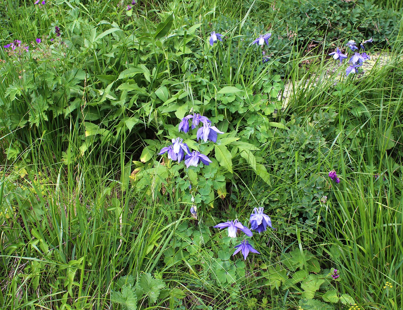 Изображение особи Aquilegia olympica.