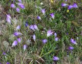 Campanula biebersteiniana