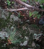 Festuca mollissima. Цветущее растение. Приморский край, Ольгинский р-н, окр. с. Пермское, долина р. Аввакумовка на левом берегу, скала Чёртов Утёс. 04.07.2017.