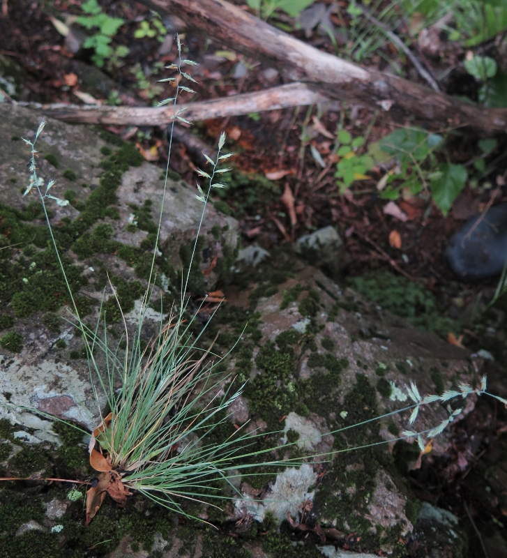 Image of Festuca mollissima specimen.