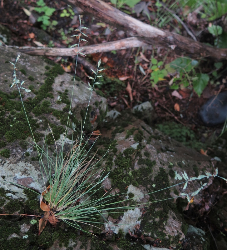 Изображение особи Festuca mollissima.