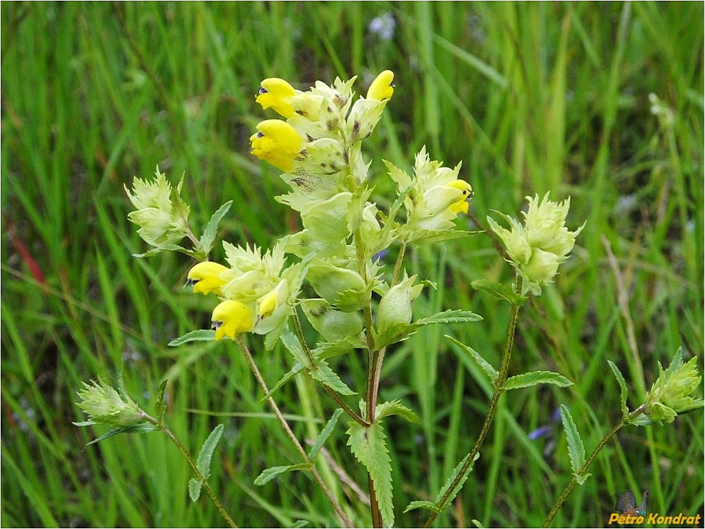 Изображение особи Rhinanthus serotinus.