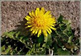 Taraxacum officinale. Цветущее растение. Чувашия, окрестности г. Шумерля. 6 апреля 2008 г.