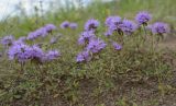 Thymus talijevii