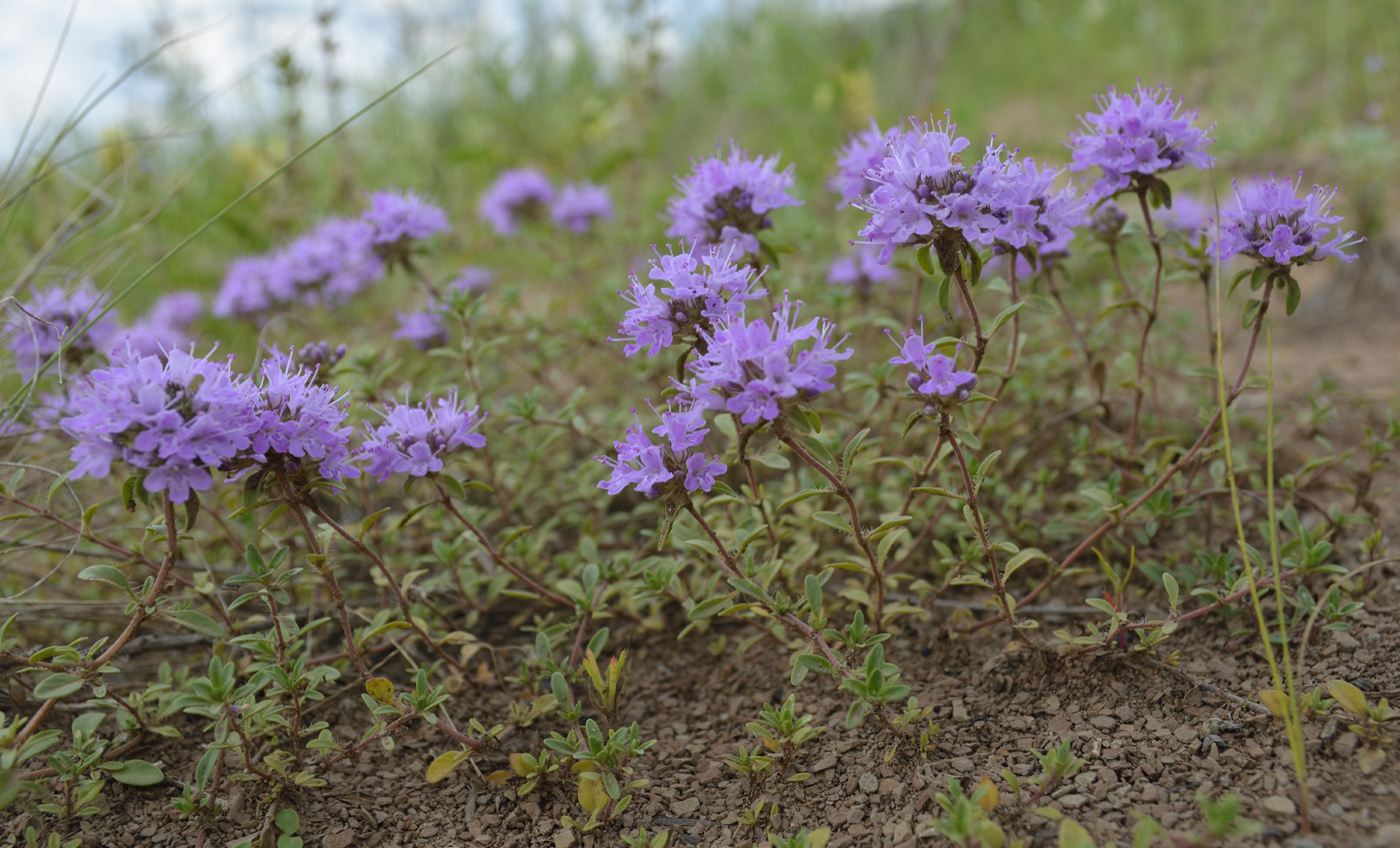 Изображение особи Thymus talijevii.