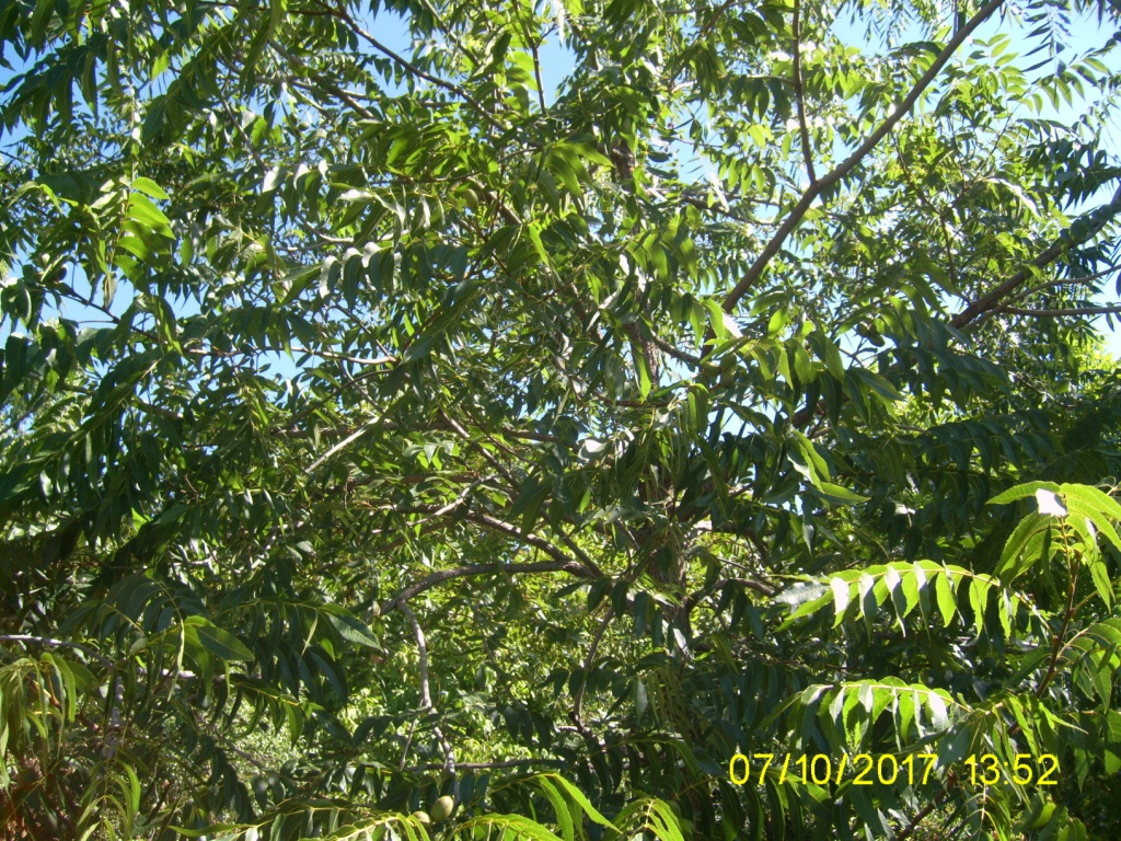 Image of genus Juglans specimen.