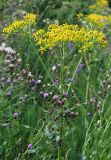 Senecio schwetzowii