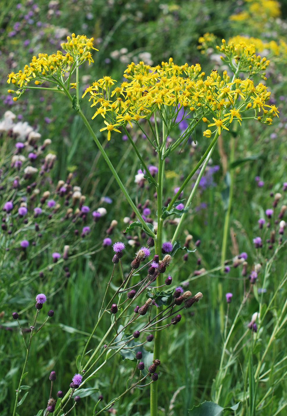 Изображение особи Senecio schwetzowii.