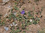 Geranium regelii. Цветущее растение. Таджикистан, Фанские горы, перевал Талбас, ≈ 3600 м н.у.м., сухой склон. 01.08.2017.