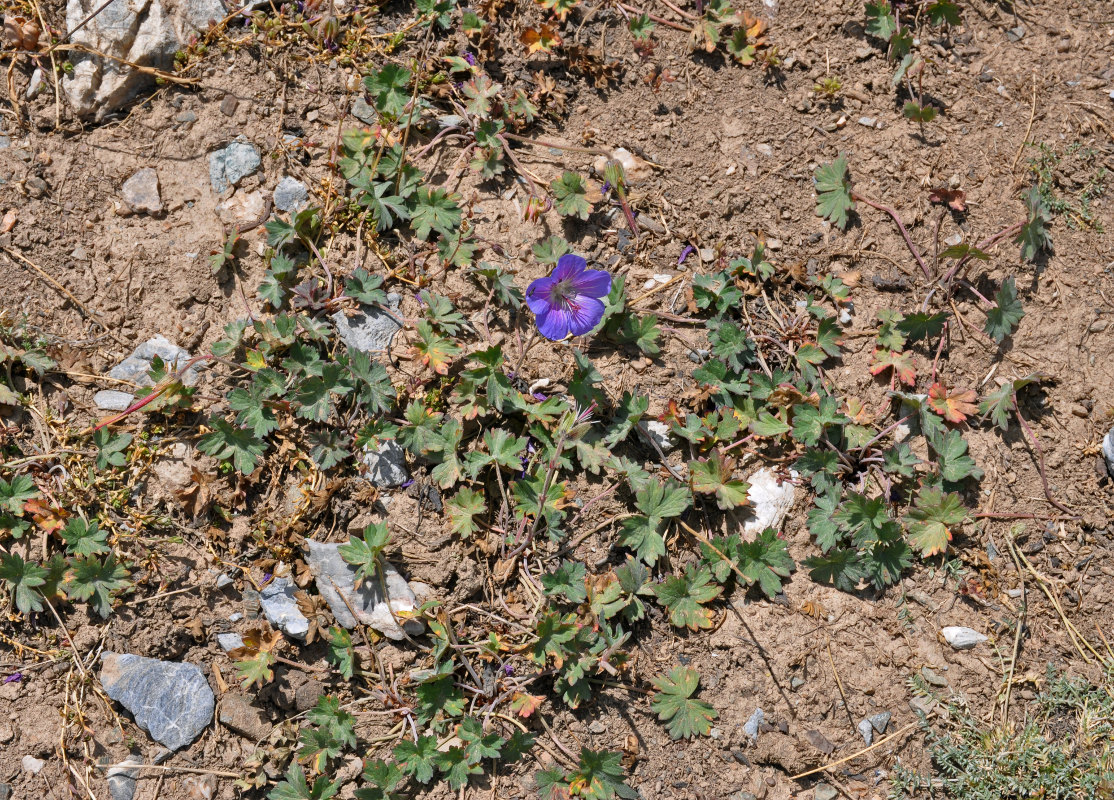 Изображение особи Geranium regelii.