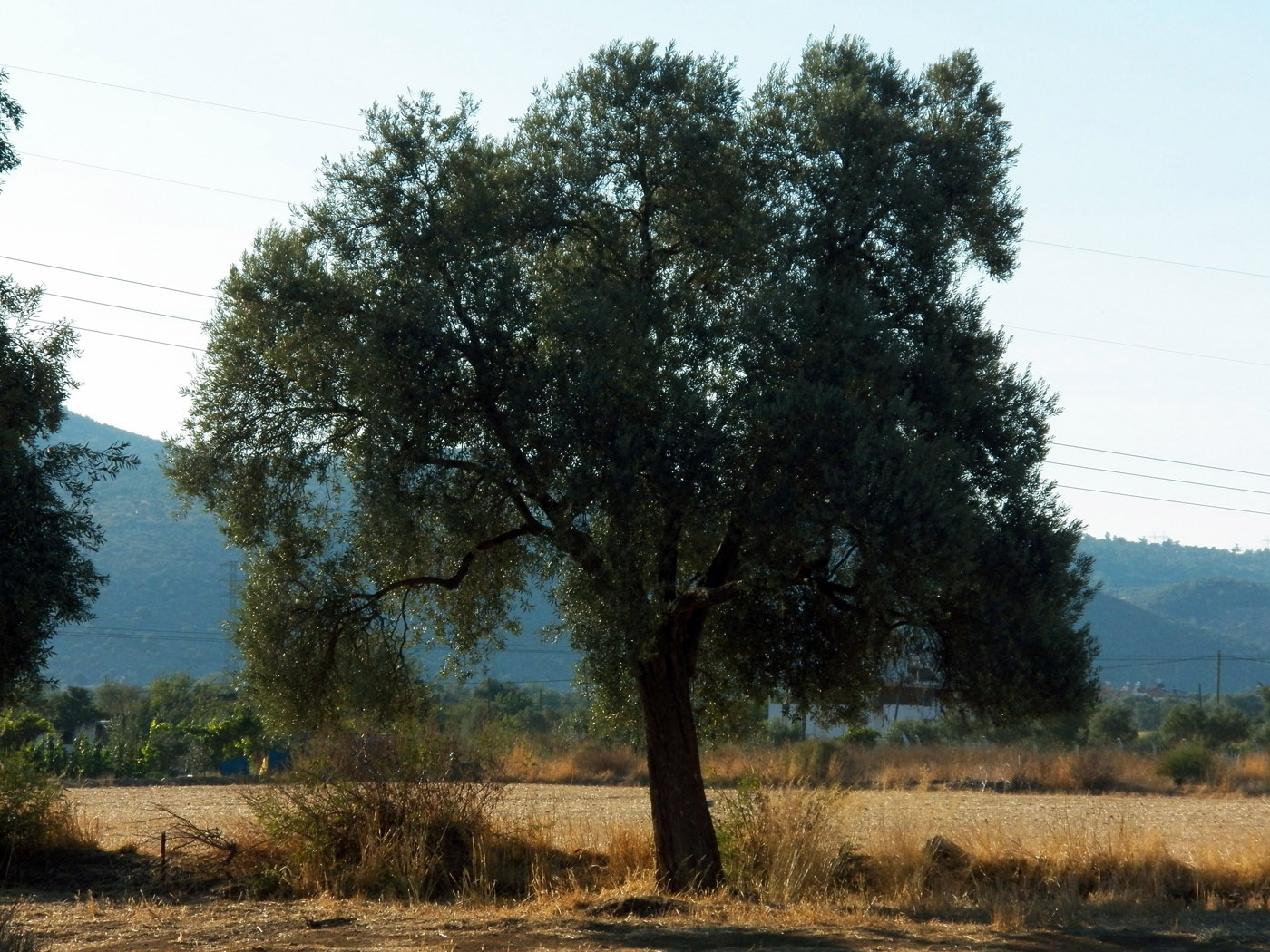 Image of Olea europaea specimen.