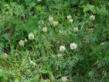 Astragalus inopinatus