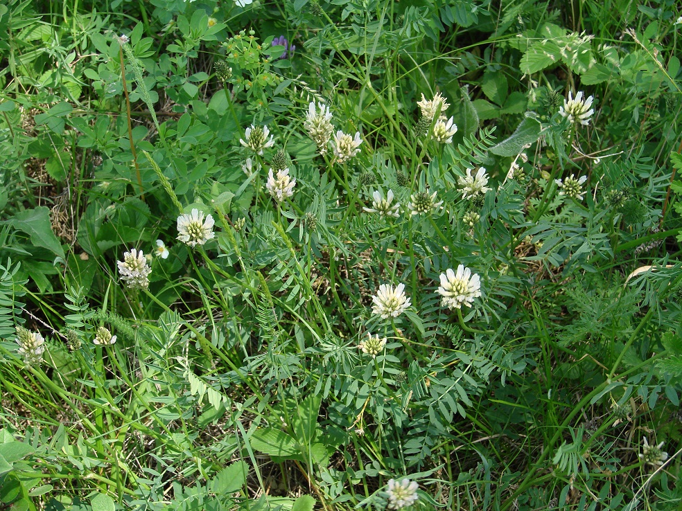 Изображение особи Astragalus inopinatus.