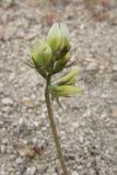 Astragalus hamosus